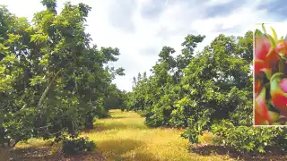 Pitahaya y aguacate, alternativa rentable ante crisis del limón en José María Morelos