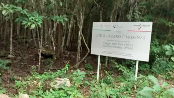 Individuo fue detenido por presunta intención de caza furtiva en reserva Balaam K'aax. Individuo fue detenido por presunta intención de caza furtiva en reserva Balaam K'aax.
