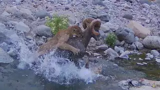 Impactante: cámara trampa registra a puma cazando borrego cimarrón en Baja California 