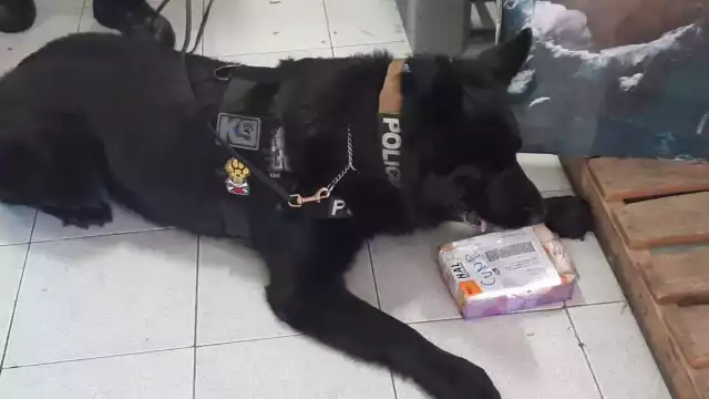 Con su compañero humano participó en varios operativos en los que logró detectar sustancias ilícitas que fueron aseguradas