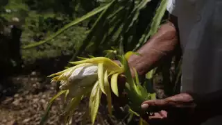 Granjas de Kekén ocasiona muerte de abejas y contaminación de cenotes en Yucatán  