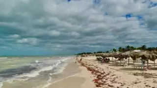   Reportan indicios de la marea roja en Sisal: Agencia turística descarta suspensión de actividades    