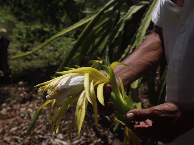 Cosechas de miel de exportación y otros cultivos se pierden por el veneno que generan las granjas