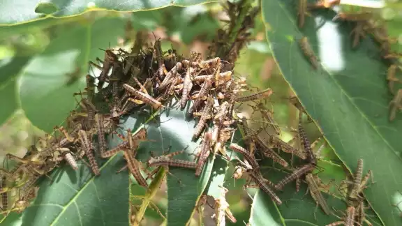 La plaga amenaza cultivos de maíz, frijol y otros productos agrícolas. La plaga amenaza cultivos de maíz, frijol y otros productos agrícolas.