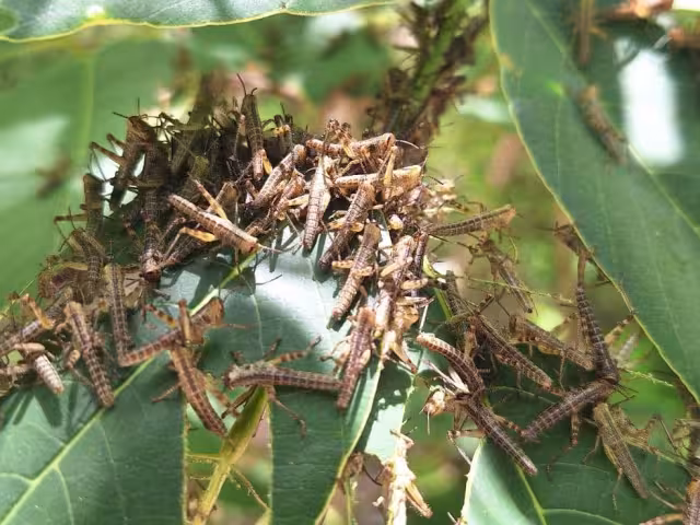La plaga amenaza cultivos de maíz, frijol y otros productos agrícolas.