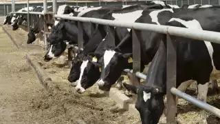 Economía de productores de Quintana Roo afectada ante restricciones del ganado por el  gusano barrenador  