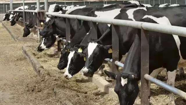 En la Isla de las Golondrinas supervisan cargamentos cárnicos que llegan desde Yucatán, con estrictos filtros sanitarios y en el rastro municipal