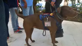 Altos costos y falta de cultura limitan el acceso a perros de servicio para pequeños con Autismo