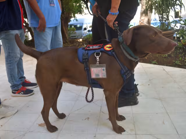Estos canes son entrenados bajo una estructura y no son elegidos al azar.