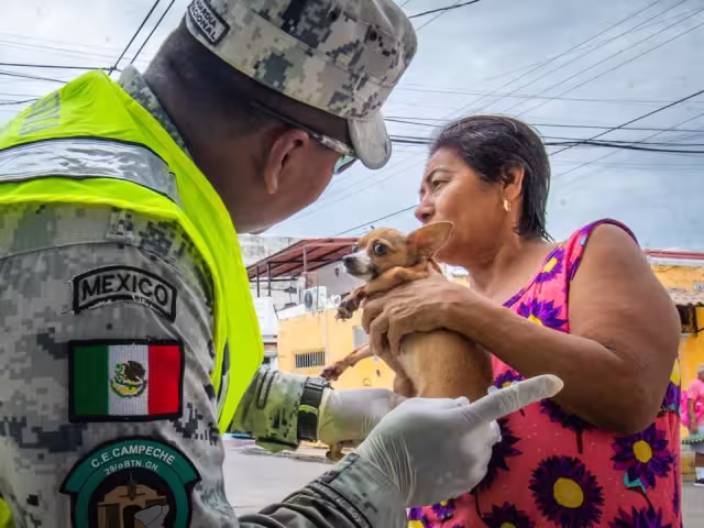 Se han esterilizado mil 673 mascotas para prevenir la sobrepoblación de animales callejeros