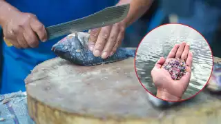 Contaminación daña a fauna marina de Q. Roo: Alrededor de 800 especies  afectadas por microplásticos 