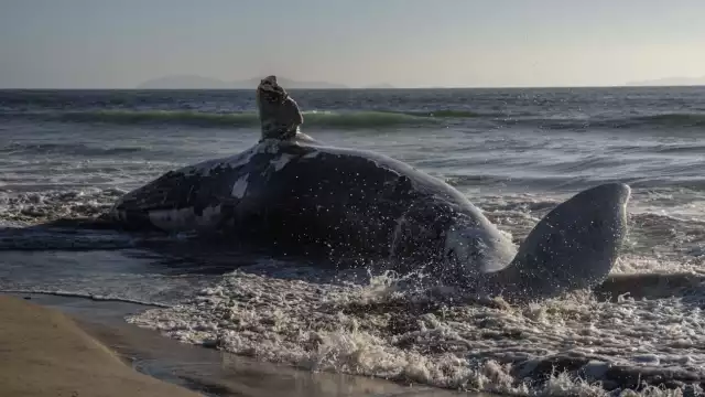 Hasta el momento se desconoce la causa de muerte y la especie