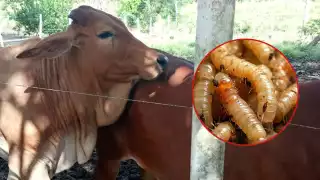 Según cifras de autoridades sanitarias en el municipio, oficialmente hay 11 animales afectados.