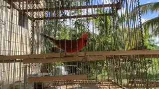 Poblaciones de distintas especies, que antes se veían en grandes grupos, han reducido su presencia producto de su captura y extracción