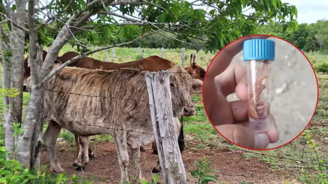 Se confirmó que una vaca fue víctima del bicho rastrero, el cual depositó huevos en la parte baja de uno de sus cuernos deformados