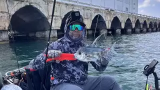   Presencia de pámpanos africanos atrae a pescadores al muelle fiscal de Progreso   