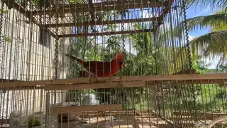 Vendedores de aves silvestres en Yucatán operan con impunidad en grupos de Facebook 