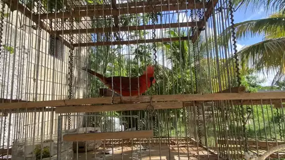 Poblaciones de distintas especies, que antes se veían en grandes grupos, han reducido su presencia producto de su captura y extracción Poblaciones de distintas especies, que antes se veían en grandes grupos, han reducido su presencia producto de su captura y extracción
