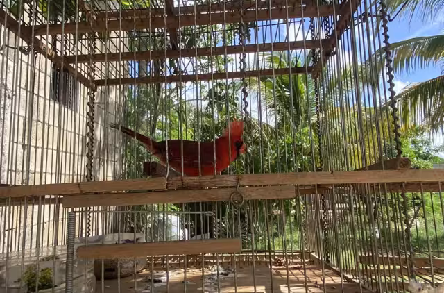 Poblaciones de distintas especies, que antes se veían en grandes grupos, han reducido su presencia producto de su captura y extracción