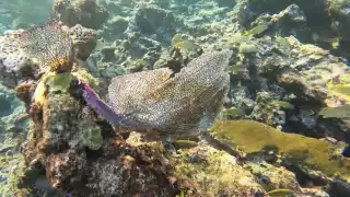 El arrecife Francisco I. Madero conforma diversas especies como corales duros y blandos.