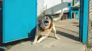 De acuerdo con el Sistema Nacional de Vigilancia Epidemiológica también contabilizan tarascadas de otros mamíferos