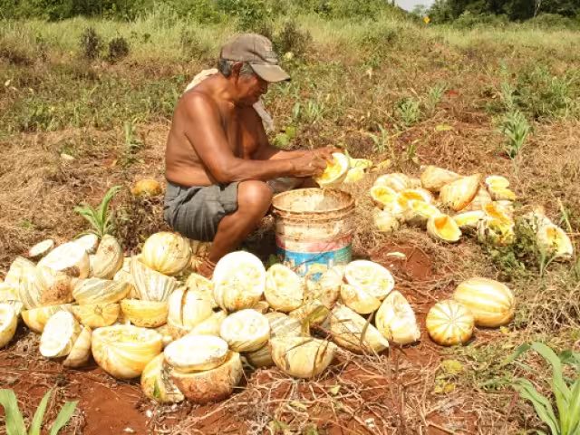 Productores siembran menos ante el creciente problema.