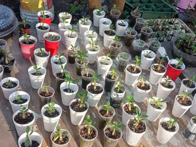 Se trata de solucionar que las plantas puedan sobrevivir a diferentes escenarios debido al cambio climático