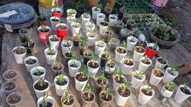 Se trata de solucionar que las plantas puedan sobrevivir a diferentes escenarios debido al cambio climático