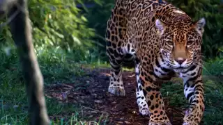 Destrucción, tala y caza: Al  menos 12 especies de animales se encuentran en peligro de extinción en Quintana Roo