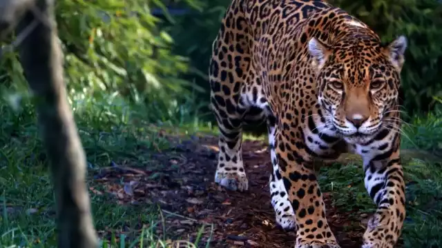 Debido a la elaboración de algunos medios de transporte, las especies se ha visto afectadas