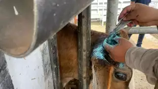 Casos de miasis por gusano barrenador en Quintana Roo incrementan a 73 