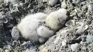 Fauna feral pone en riesgo la anidación del charrán mínimo en Playa Norte, Ciudad del Carmen