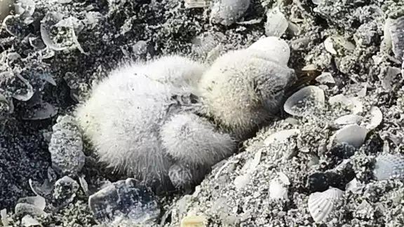 Fauna feral destruyó un huevo de charrán mínimo en Playa Norte Fauna feral destruyó un huevo de charrán mínimo en Playa Norte