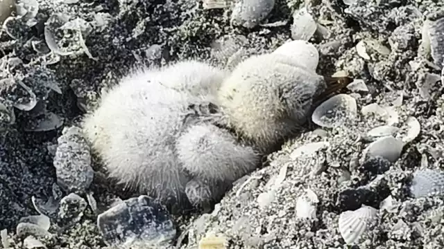Fauna feral destruyó un huevo de charrán mínimo en Playa Norte