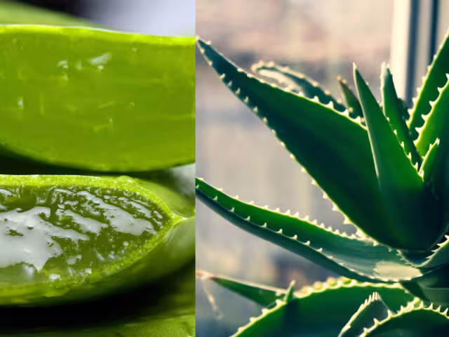 La sábila también ayuda a limpiar energéticamente