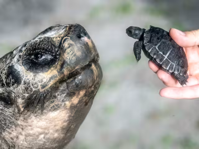 Tras varios intentos, la longeva tortuga logró concebir a su primogénito