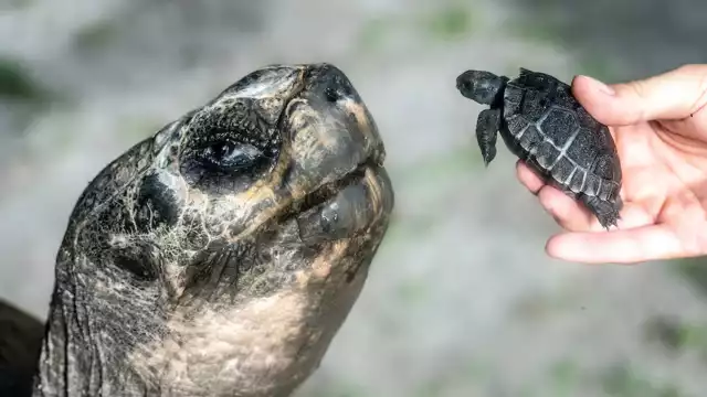 Tras varios intentos, la longeva tortuga logró concebir a su primogénito