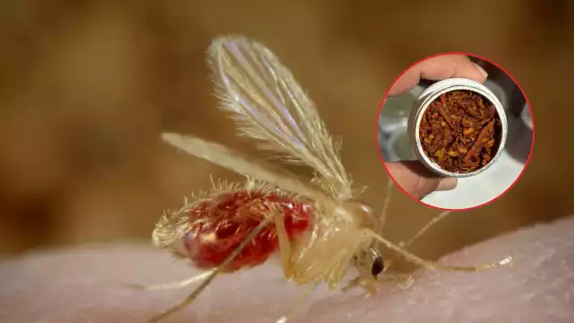 La también sobadora tiene más de 40 años de trabajar con la herbolaria tradicional. Prepara productos para combatir caspa, barros y dolor de oído