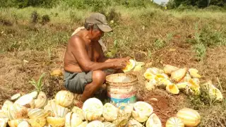 Precio de venta de la chigua, por “los suelos"