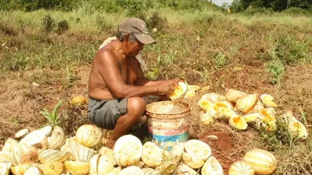 Ante la abundancia, la chigua baja enormemente su precio.