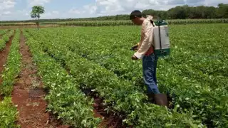 Mal manejo de pesticidas contamina el manto freático de Yucatán