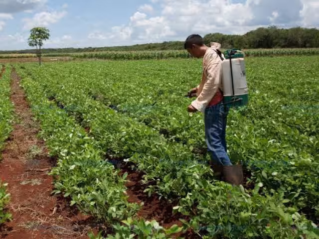 La huella de pesticidas en el manto freático de Yucatán se debe al mal manejo de estos químicos en la industria agrícola y ganadera