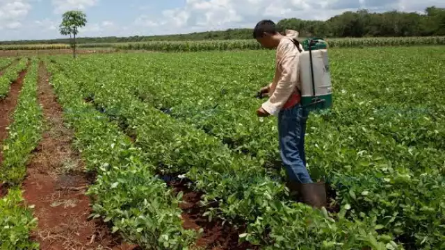 La huella de pesticidas en el manto freático de Yucatán se debe al mal manejo de estos químicos en la industria agrícola y ganadera