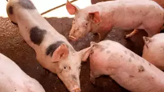 Detectan presencia de gusano barrenador en cerdos y caballos en Quintana Roo