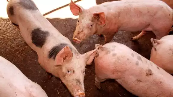 Al menos 1 caso de miasis por gusano barrenador en cerdos ha sido registrado. Al menos 1 caso de miasis por gusano barrenador en cerdos ha sido registrado.