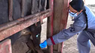 Alerta por gusano barrenador en Felipe Carrillo Puerto y Lázaro Cárdenas: Estiman más de 25 casos en animales