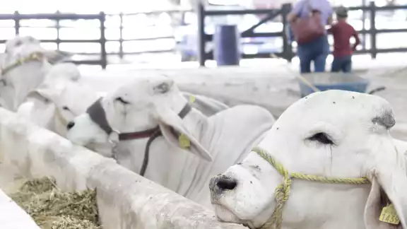 Criadores de ganado aseguran que pueden contrarrestar un ataque del gusano barrenador Criadores de ganado aseguran que pueden contrarrestar un ataque del gusano barrenador