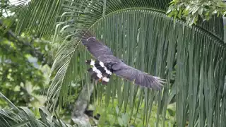 Cuando el ejemplar emprendió vuelo dejó notar tonos blancos en sus alas