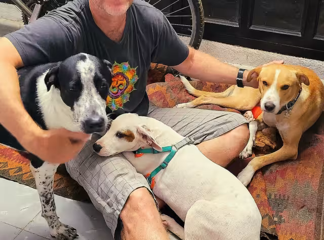 Los perritos fueron bautizados como Amador, Julieta, Máscara y Dobby