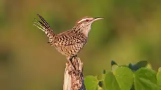 Realizarán el maratón de las aves en Yucatán: 29 horas para registrar la mayor cantidad de especies  